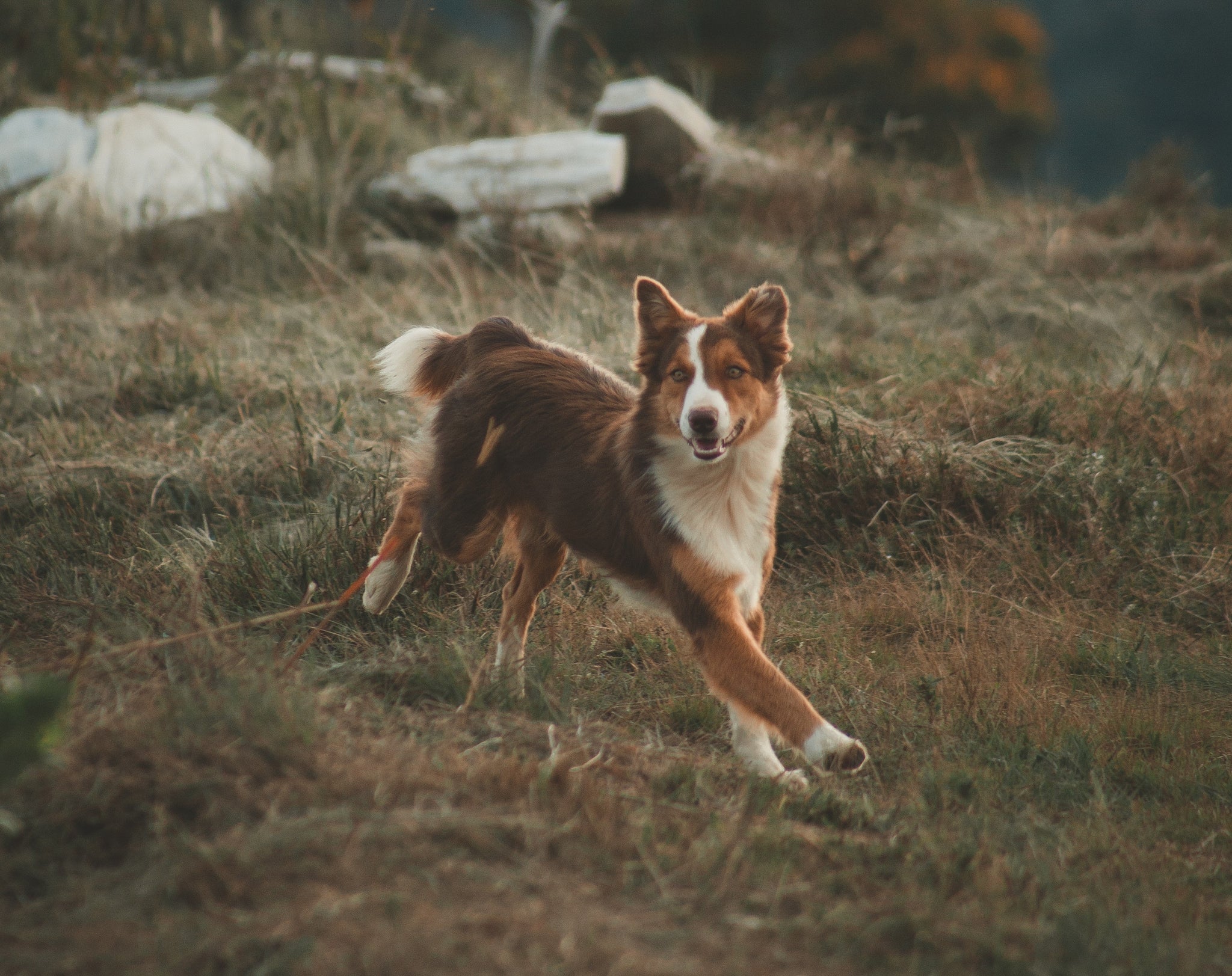 5 Erreurs que vous faites avec votre chien sans le savoir