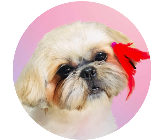 Shih tzu -Mon héros apaisant-