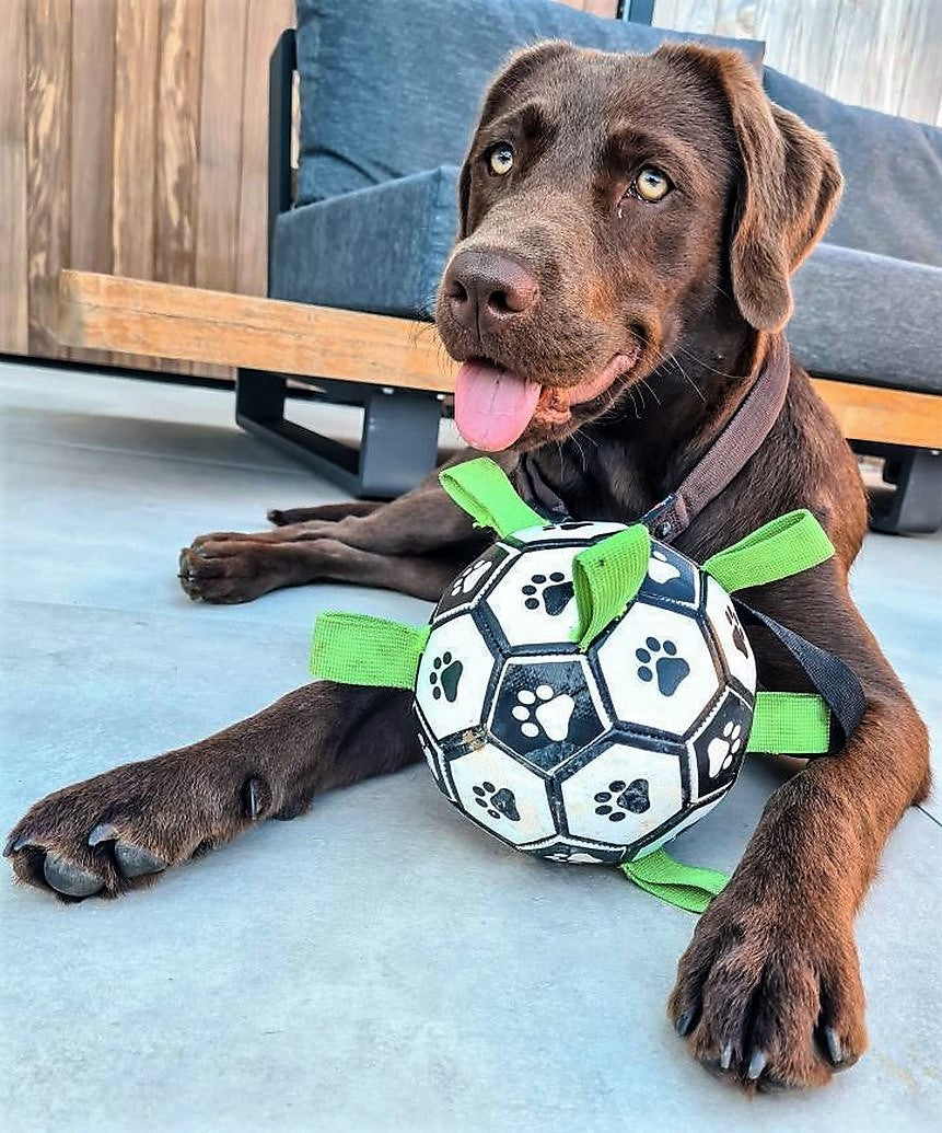 Ballon pour Doggies