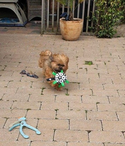 Ballon pour Doggies